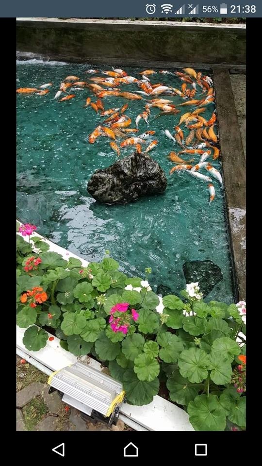 Đàn cá Koi hơn trăm triệu của trường ĐH bị đánh bả chết sạch sau một đêm khiến MXH bức xúc ảnh 3