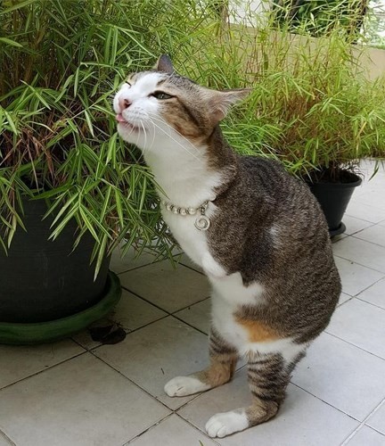 Nghị lực sống của chú mèo hai chân “đáng yêu hết phần thiên hạ” ảnh 2