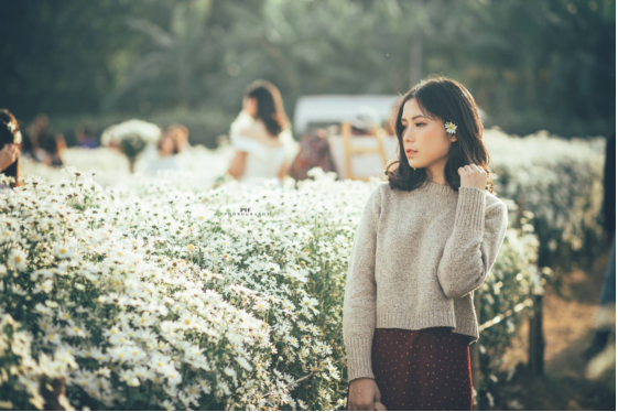 Mùa cúc họa mi "gõ cửa" Hà Nội, rủ hội cạ cứng cùng lên lịch chụp ảnh đi thôi! ảnh 7