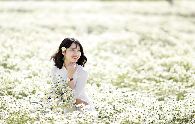Mùa cúc họa mi "gõ cửa" Hà Nội, rủ hội cạ cứng cùng lên lịch chụp ảnh đi thôi! ảnh 1