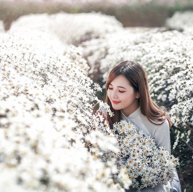Mùa cúc họa mi "gõ cửa" Hà Nội, rủ hội cạ cứng cùng lên lịch chụp ảnh đi thôi! ảnh 2