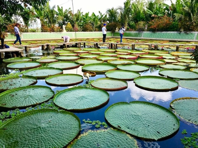 Lá sen khổng lồ có thể "cõng" người? Có thật đấy, ngay ở Đồng Tháp thôi! ảnh 1
