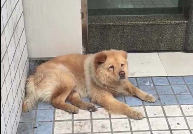 Chú chó trung thành và câu chuyện lay động trái tim không kém chó Hachiko của Nhật Bản ảnh 1