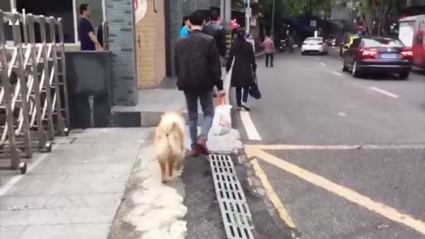 Chú chó trung thành và câu chuyện lay động trái tim không kém chó Hachiko của Nhật Bản ảnh 2