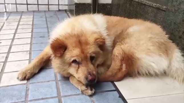 Chú chó trung thành và câu chuyện lay động trái tim không kém chó Hachiko của Nhật Bản ảnh 3