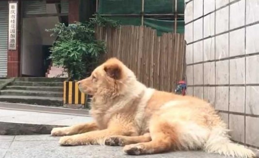 Chú chó trung thành và câu chuyện lay động trái tim không kém chó Hachiko của Nhật Bản ảnh 4