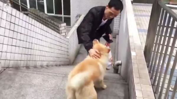 Chú chó trung thành và câu chuyện lay động trái tim không kém chó Hachiko của Nhật Bản ảnh 5