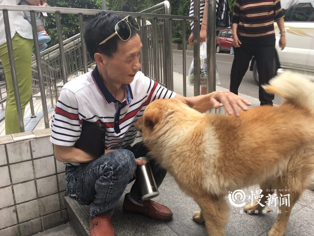 Chú chó trung thành và câu chuyện lay động trái tim không kém chó Hachiko của Nhật Bản ảnh 6