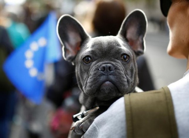 1000 chú chó biểu tình phản đối Brexit ở Anh ảnh 13