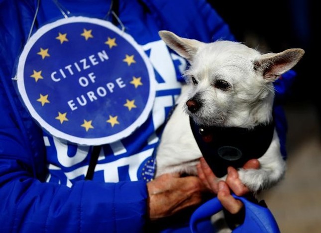 1000 chú chó biểu tình phản đối Brexit ở Anh ảnh 3