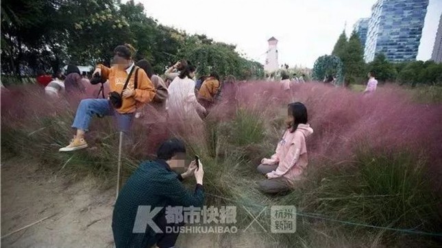 Vườn cỏ hồng đẹp như mơ tan nát vì du khách xông vào chụp ảnh "sống ảo" ảnh 2