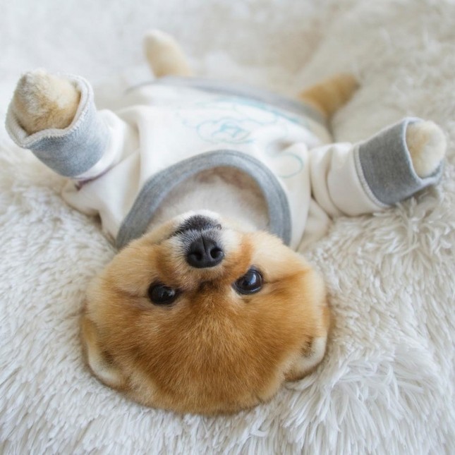 "Hot dog” sở hữu gần 9 triệu lượt theo dõi Instagram: Mức cát-xê “khủng”, đóng MV cho Katy Perry ảnh 3