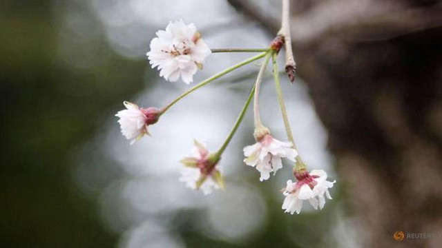 Hoa anh đào Nhật Bản nở bất thường vào mùa Thu ảnh 1