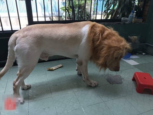 Chú chó "hoá" sư tử trông như thật, khách đến chơi nhà "tái mét" chẳng dám bước vào ảnh 3