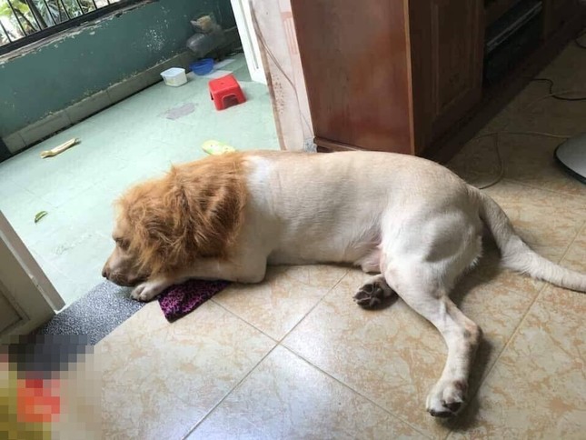 Chú chó "hoá" sư tử trông như thật, khách đến chơi nhà "tái mét" chẳng dám bước vào ảnh 5