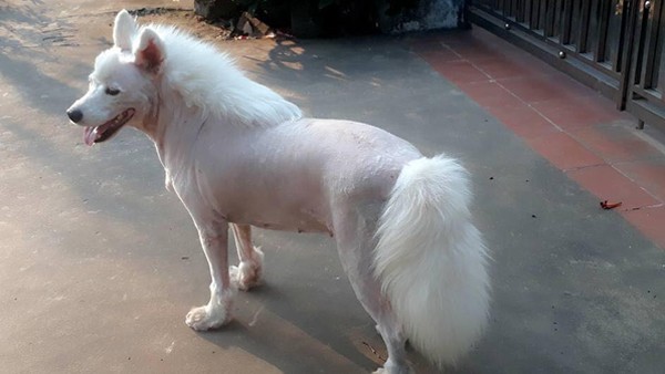 Chú chó "hoá" sư tử trông như thật, khách đến chơi nhà "tái mét" chẳng dám bước vào ảnh 8