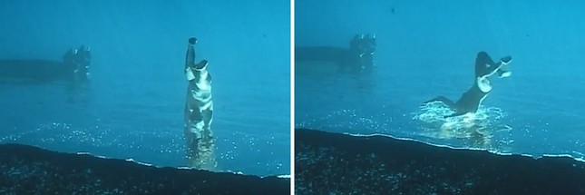 Clip khiến dân mạng tranh cãi: Thanh niên đang đi bộ dưới đáy biển thì lại nhảy tiếp xuống biển? ảnh 3