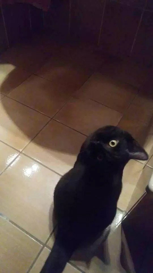 Bức ảnh khiến dân mạng tranh cãi mà đến cả Google cũng bị đánh lừa ảnh 1