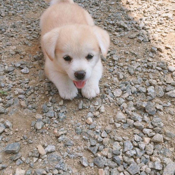 Chân dung chú cún sở hữu trang Instagram được các idol Hàn Quốc "rần rần" follow ảnh 3