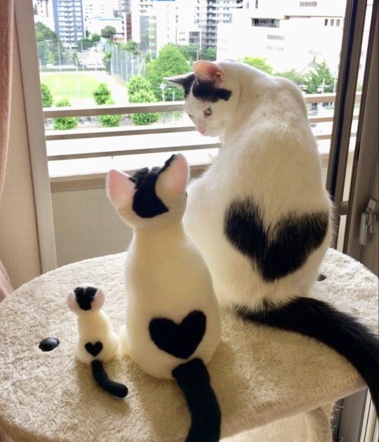 Tan chảy trước chùm ảnh siêu cấp dễ thương của cô mèo có đốm lông hình trái tim lạ mắt! ảnh 2