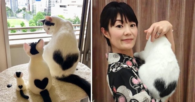 Tan chảy trước chùm ảnh siêu cấp dễ thương của cô mèo có đốm lông hình trái tim lạ mắt! ảnh 1