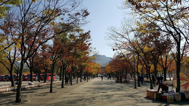 Ngắm những cung đường lá đổi màu vàng ươm tuyệt đẹp ở Seoul ảnh 3
