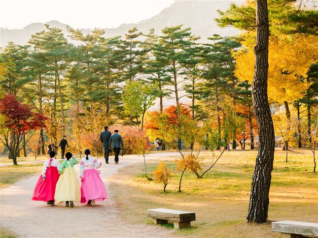 Ngắm những cung đường lá đổi màu vàng ươm tuyệt đẹp ở Seoul ảnh 1
