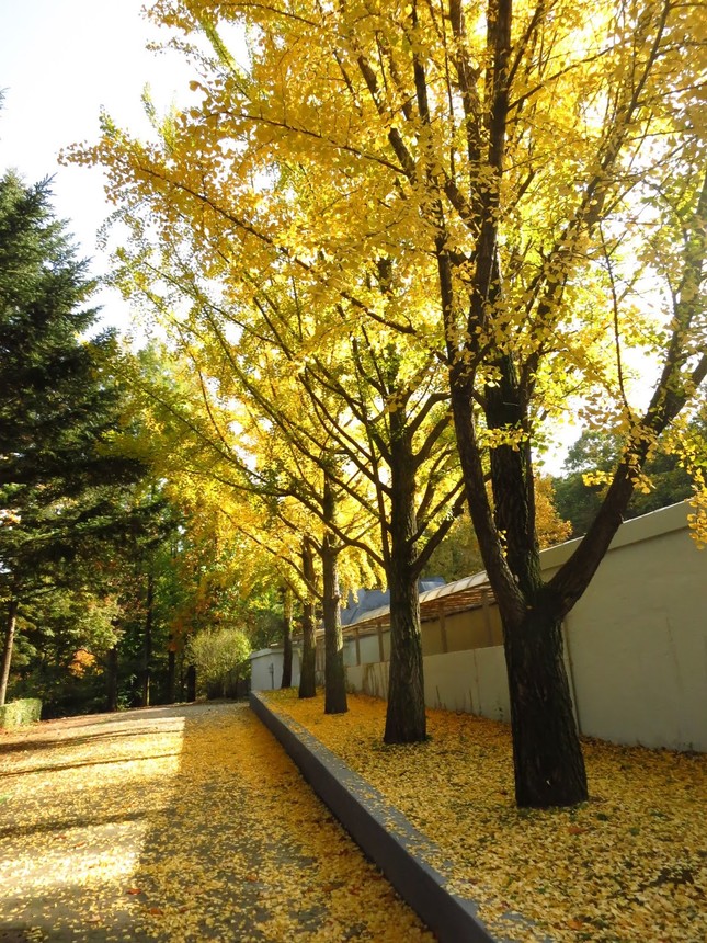 Ngắm những cung đường lá đổi màu vàng ươm tuyệt đẹp ở Seoul ảnh 5