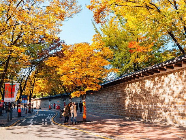 Ngắm những cung đường lá đổi màu vàng ươm tuyệt đẹp ở Seoul ảnh 6