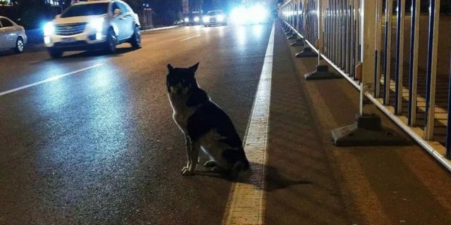 Dân mạng phát sốt với chú chó trung thành đứng đợi chủ nhân 80 ngày ảnh 1