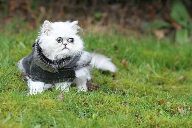 Chú mèo có khuôn mặt "cáu bẳn nhất thế giới": Dậy thì không thành công đích thị là em ảnh 3