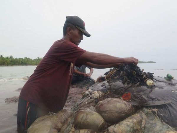 Cá voi chết thảm ở bãi biển Indonesia với 1.000 mảnh nhựa trong bụng ảnh 3