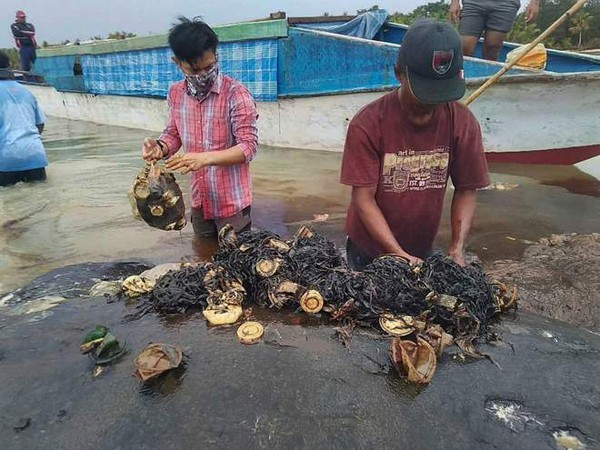 Cá voi chết thảm ở bãi biển Indonesia với 1.000 mảnh nhựa trong bụng ảnh 2