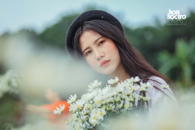 Đông chưa về, nhưng cúc họa mi đã len lỏi khắp phố phường Hà Nội! ảnh 11