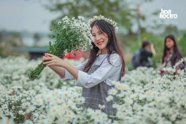 Đông chưa về, nhưng cúc họa mi đã len lỏi khắp phố phường Hà Nội! ảnh 6
