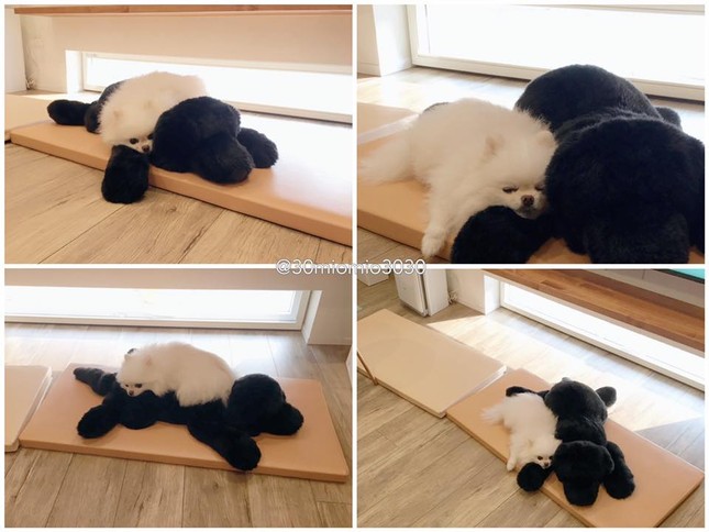 Tan chảy trước những hình ảnh đáng yêu của chú cún con xinh như thú bông ở Nhật Bản ảnh 4