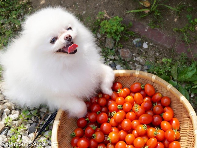Tan chảy trước những hình ảnh đáng yêu của chú cún con xinh như thú bông ở Nhật Bản ảnh 3