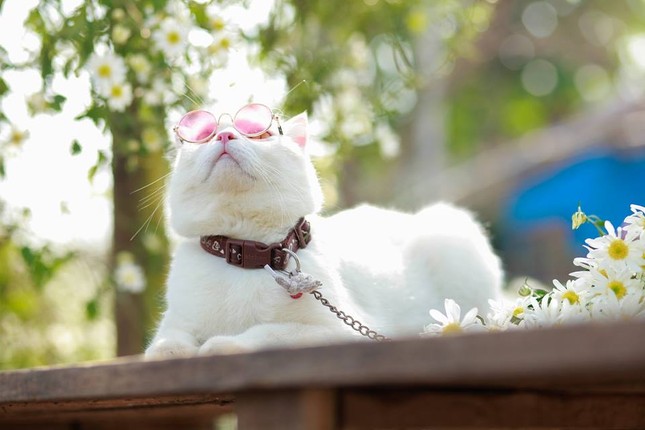 "Đổ rầm rầm" trước loạt ảnh "diễn sâu" mùa cúc họa mi của boss mèo đẹp trai thần thái ảnh 1