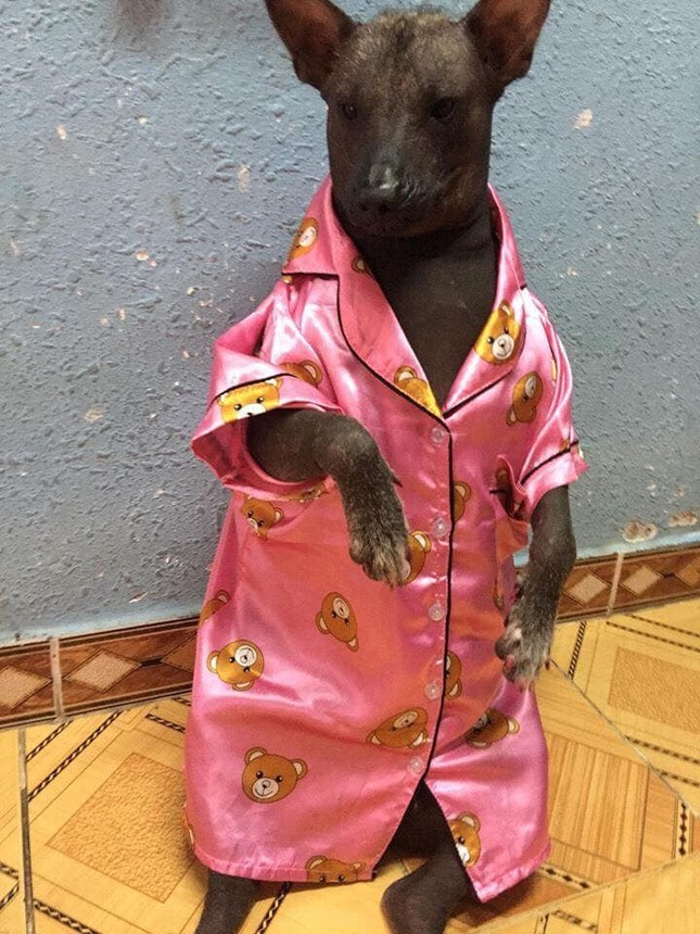 Cười không nhặt được mồm với hình ảnh chú chó điệu đà trong bộ pijama màu hồng ảnh 1