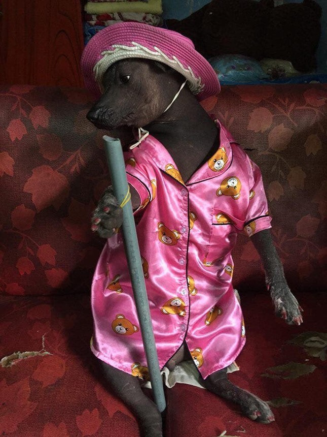 Cười không nhặt được mồm với hình ảnh chú chó điệu đà trong bộ pijama màu hồng ảnh 2