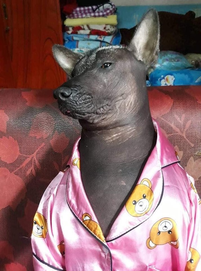 Cười không nhặt được mồm với hình ảnh chú chó điệu đà trong bộ pijama màu hồng ảnh 3