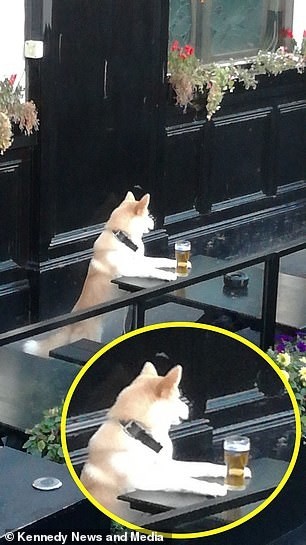 Uống trộm bia "đỉnh cao" như chú cún Shiba: Liếc ngang liếc dọc mãi mới chịu hành động ảnh 2