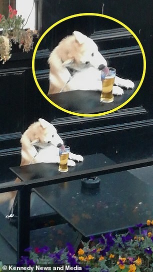Uống trộm bia "đỉnh cao" như chú cún Shiba: Liếc ngang liếc dọc mãi mới chịu hành động ảnh 3