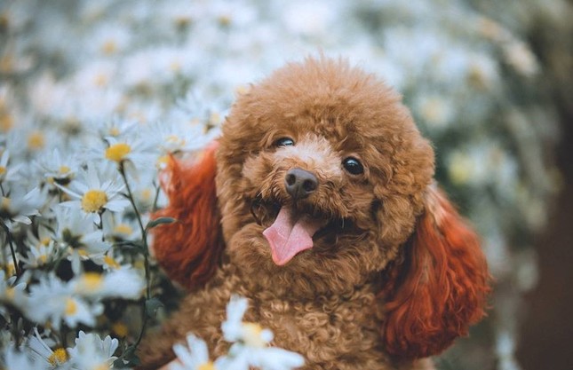 Mẫu hot nhất mùa cúc họa mi: Poodle siêu "thần thái" khiến các "con sen" phải ngưỡng mộ ảnh 2