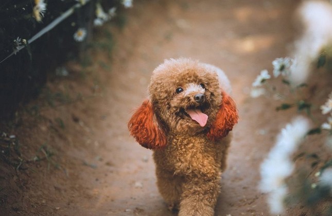Mẫu hot nhất mùa cúc họa mi: Poodle siêu "thần thái" khiến các "con sen" phải ngưỡng mộ ảnh 3