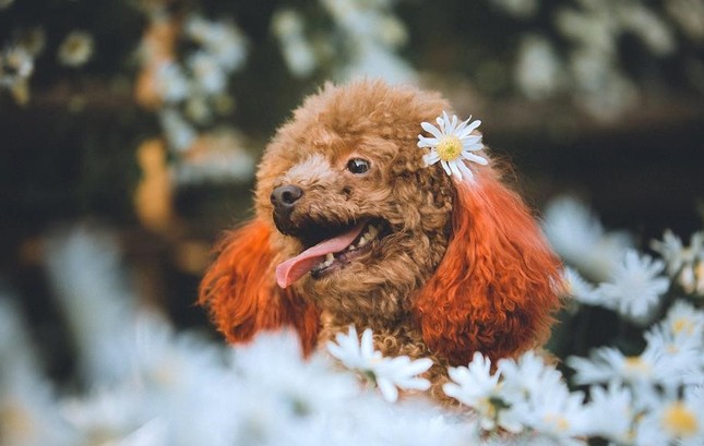 Mẫu hot nhất mùa cúc họa mi: Poodle siêu "thần thái" khiến các "con sen" phải ngưỡng mộ ảnh 4