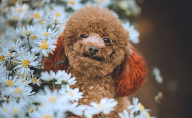 Mẫu hot nhất mùa cúc họa mi: Poodle siêu "thần thái" khiến các "con sen" phải ngưỡng mộ ảnh 7