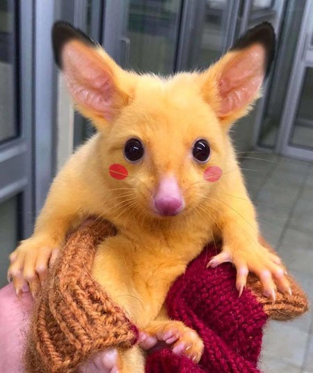 Con vật gây sốt vì đáng yêu như Pikachu ảnh 2