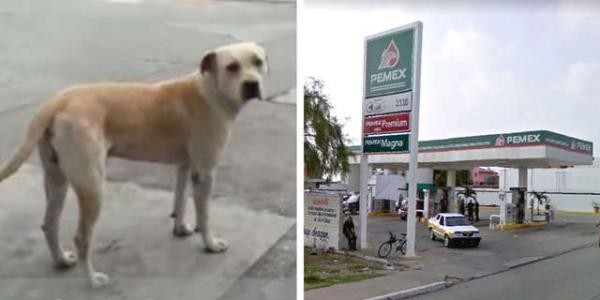 Chú chó hoang bất chấp nguy hiểm, lao vào bảo vệ ân nhân: Cứu vật, vật trả ơn là đây! ảnh 1