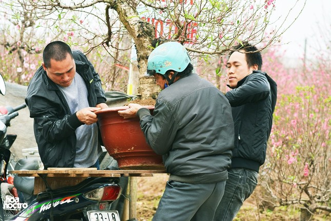 Nghỉ xe ôm truyền thống sang chở cây cảnh dịp Tết: Thu nhập hơn 1 triệu đồng/ ngày ảnh 4